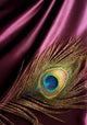 Peacock Feather over Silk