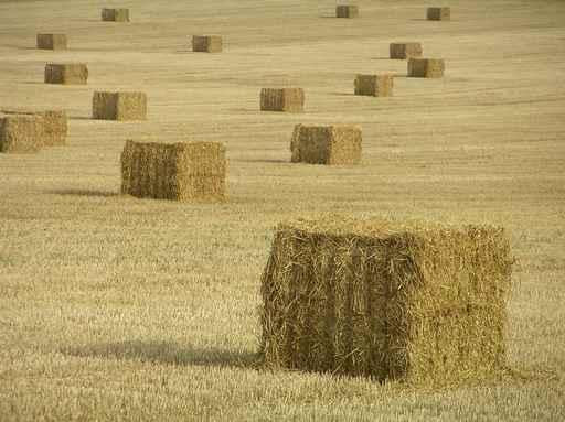 Harvest Wall Decal Design 1