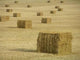 Harvest Wall Decal Design 1