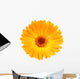 One Orange Flower Calendula