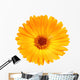 One Orange Flower Calendula