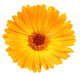 One Orange Flower Calendula