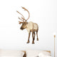 caribou reindeer Wall Decal