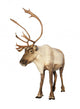caribou reindeer Wall Decal