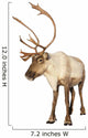 caribou reindeer Wall Decal