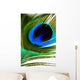 Peacock Feather Wall Mural