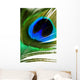 Peacock Feather Wall Mural