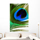 Peacock Feather Wall Mural
