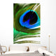 Peacock Feather Wall Mural