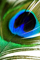 Peacock Feather Wall Mural