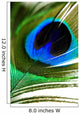 Peacock Feather Wall Mural
