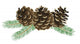Pine cone (conifer cone) Wall Decal