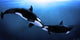 Orcas Tenderness Wall Mural