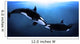 Orcas Tenderness Wall Mural