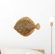 Freshly Caught Turbot (Psetta maxima) Isolated on White Wall Decal