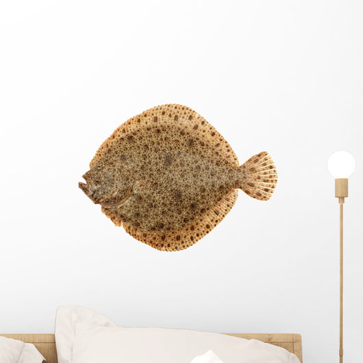 Freshly Caught Turbot (Psetta maxima) Isolated on White Wall Decal