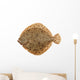 Freshly Caught Turbot (Psetta maxima) Isolated on White Wall Decal