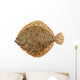 Freshly Caught Turbot (Psetta maxima) Isolated on White Wall Decal