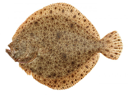 Freshly Caught Turbot (Psetta maxima) Isolated on White Wall Decal