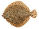 Freshly Caught Turbot (Psetta maxima) Isolated on White Wall Decal
