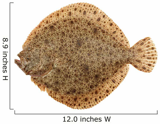 Freshly Caught Turbot (Psetta maxima) Isolated on White Wall Decal