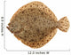 Freshly Caught Turbot (Psetta maxima) Isolated on White Wall Decal