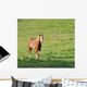 Painted Mare Wall Mural