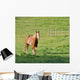 Painted Mare Wall Mural