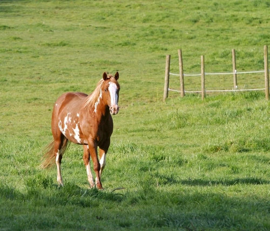 Painted Mare Wall Mural