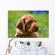 Magyar Vizsla Welpe