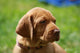 Magyar Vizsla Welpe