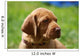 Magyar Vizsla Welpe