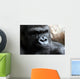 Portrait of a Male Gorilla Wall Mural