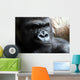 Portrait of a Male Gorilla Wall Mural