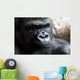 Portrait of a Male Gorilla Wall Mural