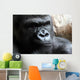 Portrait of a Male Gorilla Wall Mural