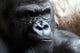Portrait of a Male Gorilla Wall Mural