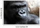 Portrait of a Male Gorilla Wall Mural