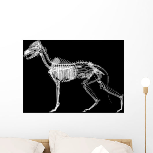 Dog X-ray Anatomy