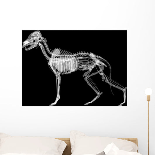 Dog X-ray Anatomy