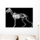 Dog X-ray Anatomy