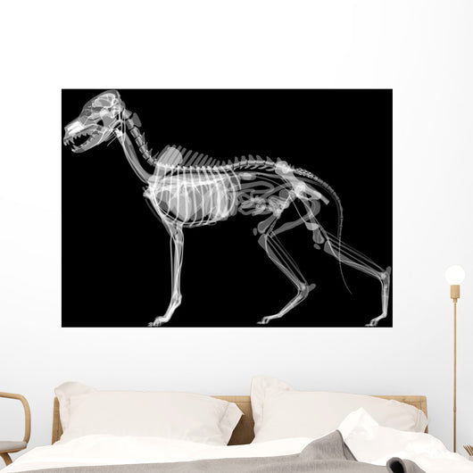 Dog X-ray Anatomy