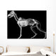 Dog X-ray Anatomy