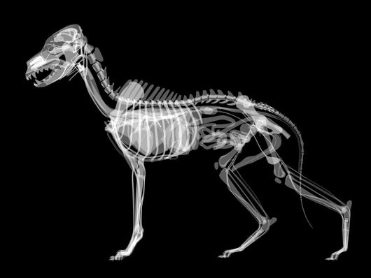 Dog X-ray Anatomy