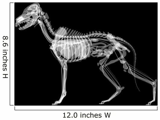 Dog X-ray Anatomy