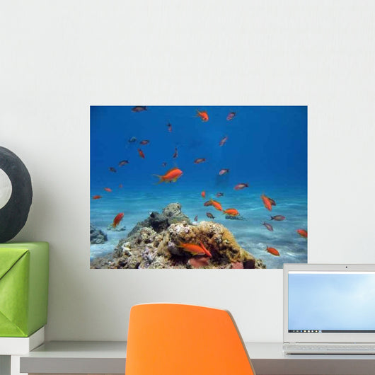 Scalefin Anthias Wall Decal