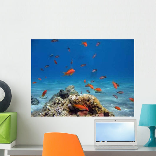 Scalefin Anthias Wall Decal