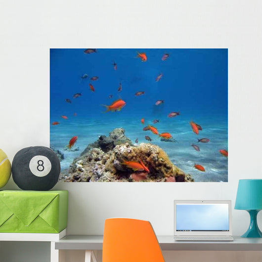 Scalefin Anthias Wall Decal