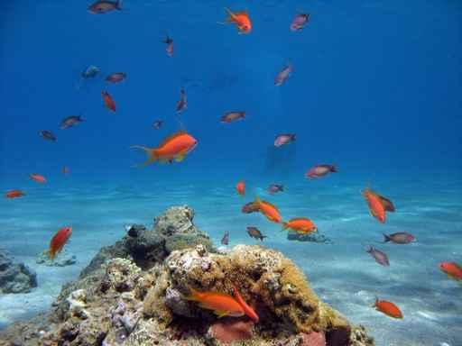 Scalefin Anthias Wall Decal
