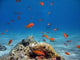 Scalefin Anthias Wall Decal